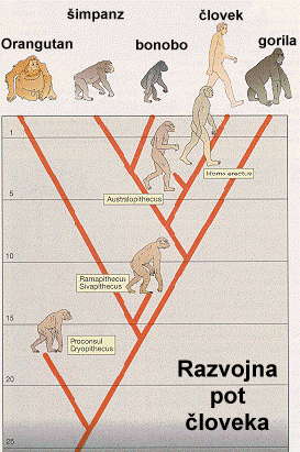 Razvojna pot �loveka