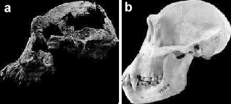 lucy1.gif (11692 bytes)