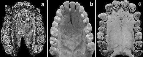 lucy4.gif (36633 bytes)