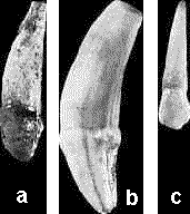 lucy5.gif (5684 bytes)